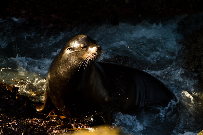 California Sea Lion In Surf